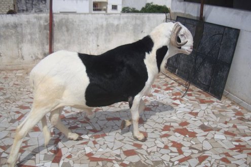 Tabaski ou Aîd El Kabir : Sens et Significations,Conditions d'élligibilité des bêtes Tabaski ou Aîd El Kabir : Sens et Significations,Conditions d'élligibilité des bêtes