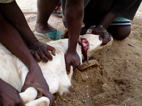 Tabaski ou Aîd El Kabir : Sens et Significations,Conditions d'élligibilité des bêtes Tabaski ou Aîd El Kabir : Sens et Significations,Conditions d'élligibilité des bêtes