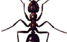 [SCIENCE] LA COMMUNICATION ET L'ORGANISATION SOCIALE  DES FOURMIS DANS LE SAINT -cORAN