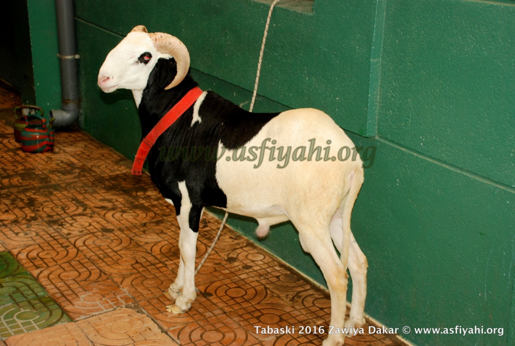 PHOTOS - TABASKI 2016 - Les Images de la Prière de l'Aïd à la Zawiya El Hadj Malick Sy de Dakar