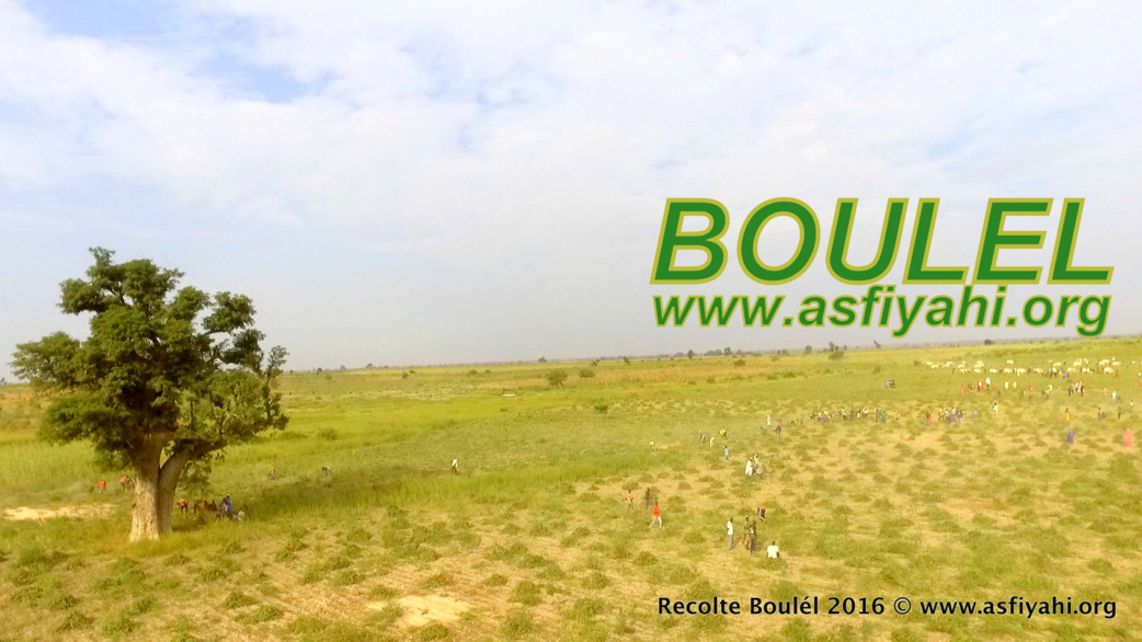 PHOTOS - Regardez les Images de la Récolte des Champs de Boulél (Kaffrine), cultivés par Serigne Abdoul Aziz SY Al Amine
