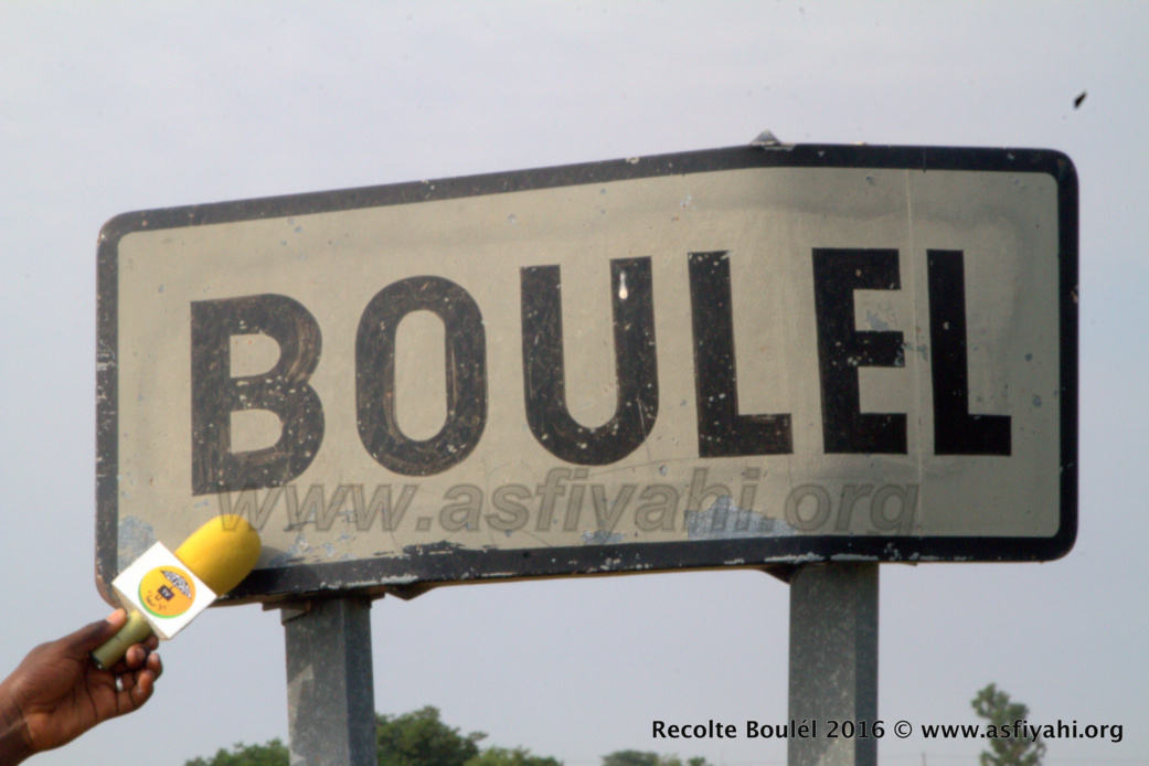 PHOTOS - Regardez les Images de la Récolte des Champs de Boulél (Kaffrine), cultivés par Serigne Abdoul Aziz SY Al Amine