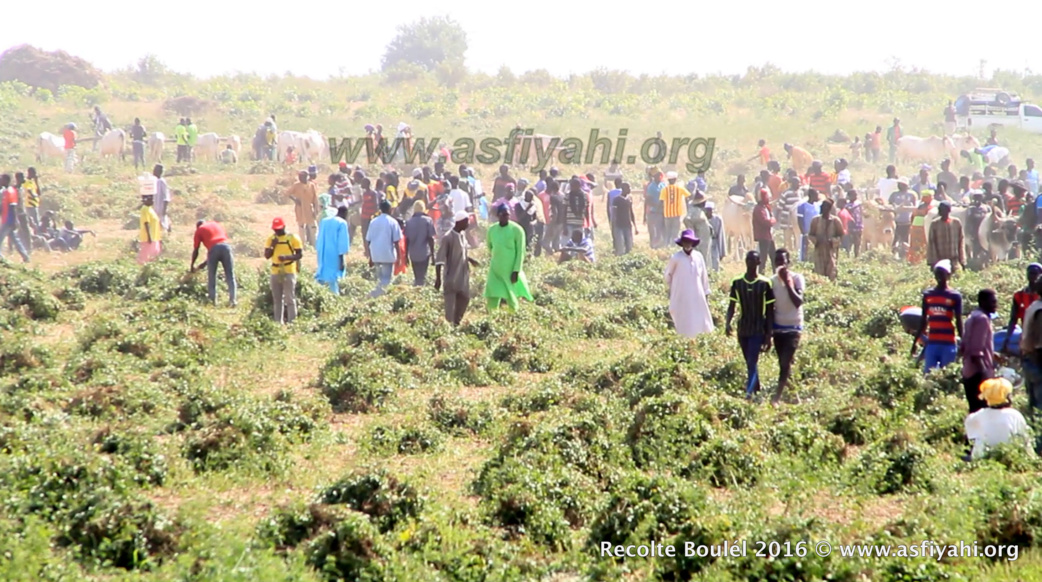 PHOTOS - Regardez les Images de la Récolte des Champs de Boulél (Kaffrine), cultivés par Serigne Abdoul Aziz SY Al Amine