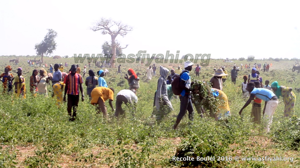 PHOTOS - Regardez les Images de la Récolte des Champs de Boulél (Kaffrine), cultivés par Serigne Abdoul Aziz SY Al Amine
