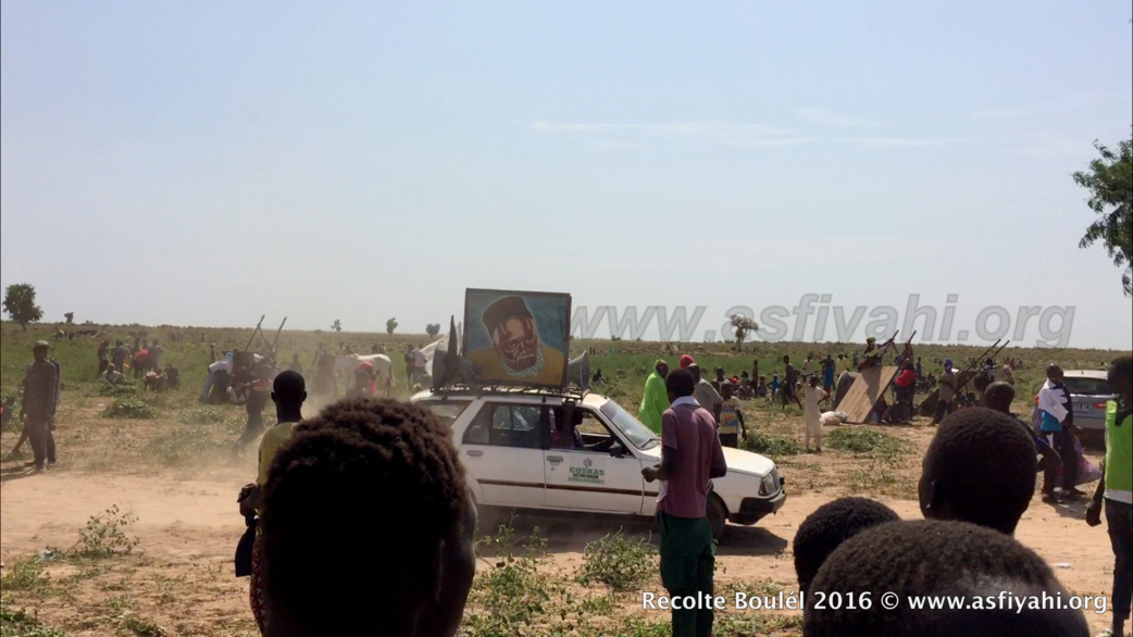 PHOTOS - Regardez les Images de la Récolte des Champs de Boulél (Kaffrine), cultivés par Serigne Abdoul Aziz SY Al Amine