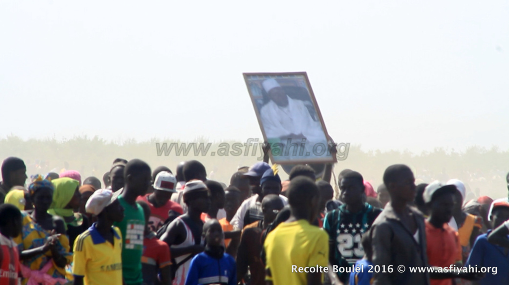 PHOTOS - Regardez les Images de la Récolte des Champs de Boulél (Kaffrine), cultivés par Serigne Abdoul Aziz SY Al Amine
