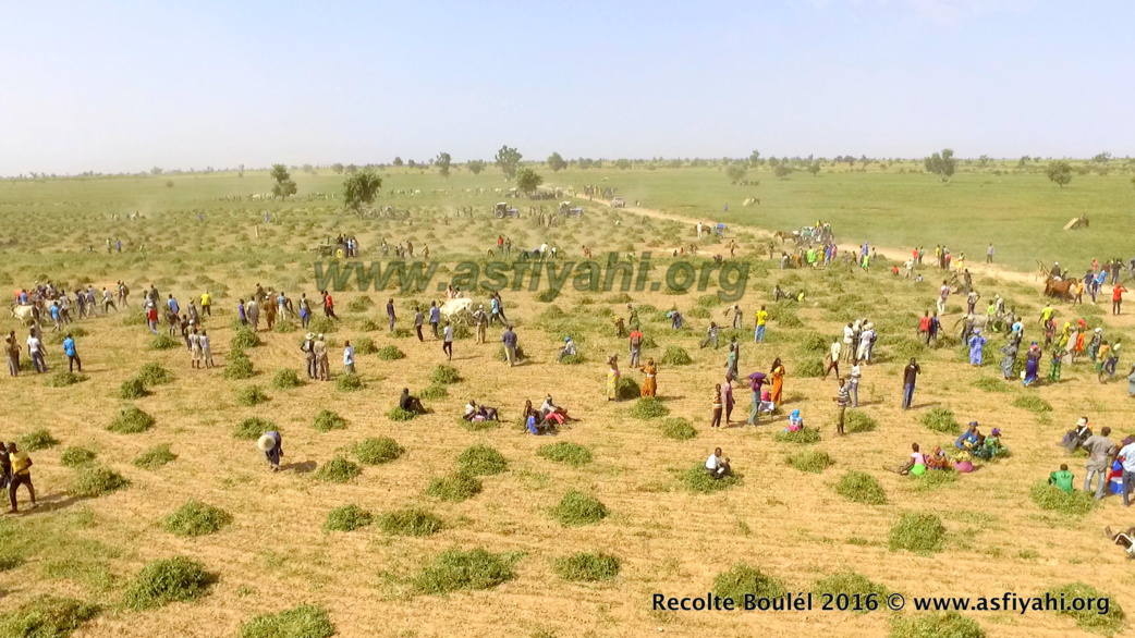 PHOTOS - Regardez les Images de la Récolte des Champs de Boulél (Kaffrine), cultivés par Serigne Abdoul Aziz SY Al Amine