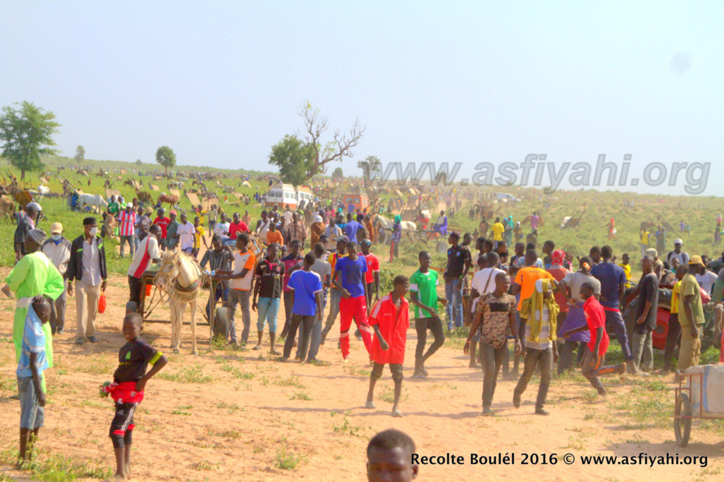 PHOTOS - Regardez les Images de la Récolte des Champs de Boulél (Kaffrine), cultivés par Serigne Abdoul Aziz SY Al Amine
