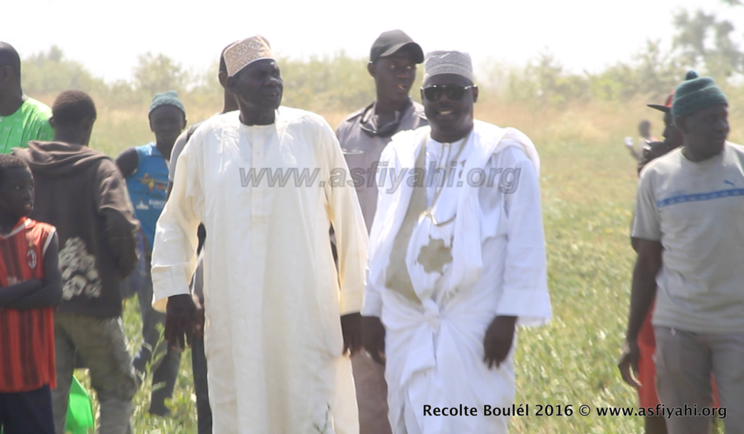 PHOTOS - Regardez les Images de la Récolte des Champs de Boulél (Kaffrine), cultivés par Serigne Abdoul Aziz SY Al Amine