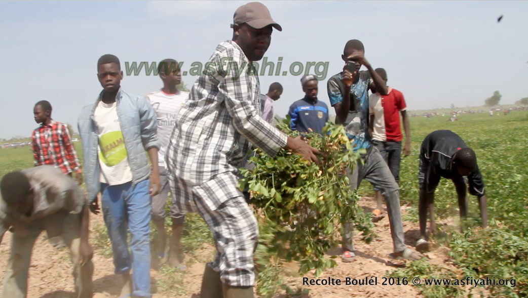 PHOTOS - Regardez les Images de la Récolte des Champs de Boulél (Kaffrine), cultivés par Serigne Abdoul Aziz SY Al Amine