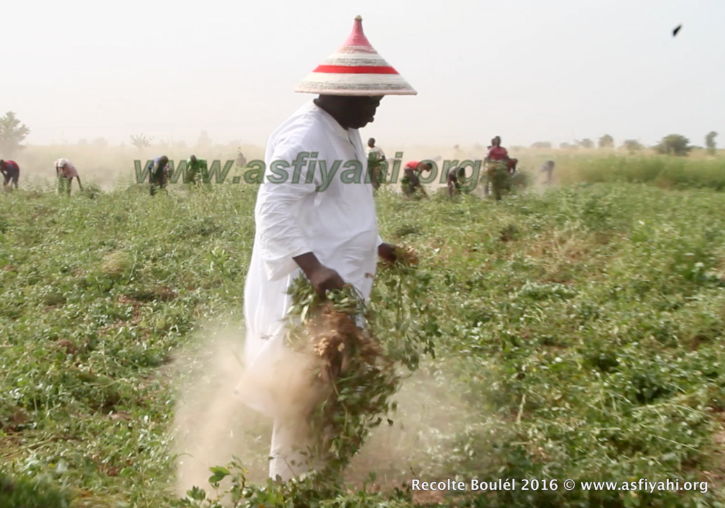 PHOTOS - Regardez les Images de la Récolte des Champs de Boulél (Kaffrine), cultivés par Serigne Abdoul Aziz SY Al Amine
