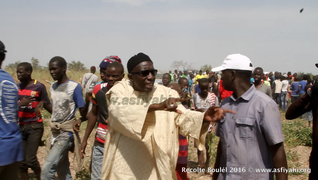 PHOTOS - Regardez les Images de la Récolte des Champs de Boulél (Kaffrine), cultivés par Serigne Abdoul Aziz SY Al Amine