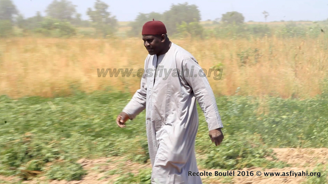 PHOTOS - Regardez les Images de la Récolte des Champs de Boulél (Kaffrine), cultivés par Serigne Abdoul Aziz SY Al Amine