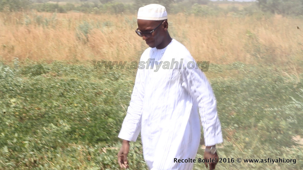 PHOTOS - Regardez les Images de la Récolte des Champs de Boulél (Kaffrine), cultivés par Serigne Abdoul Aziz SY Al Amine