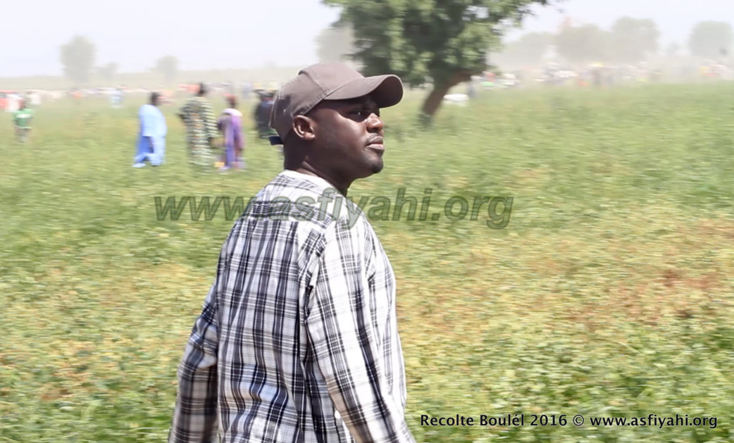 PHOTOS - Regardez les Images de la Récolte des Champs de Boulél (Kaffrine), cultivés par Serigne Abdoul Aziz SY Al Amine