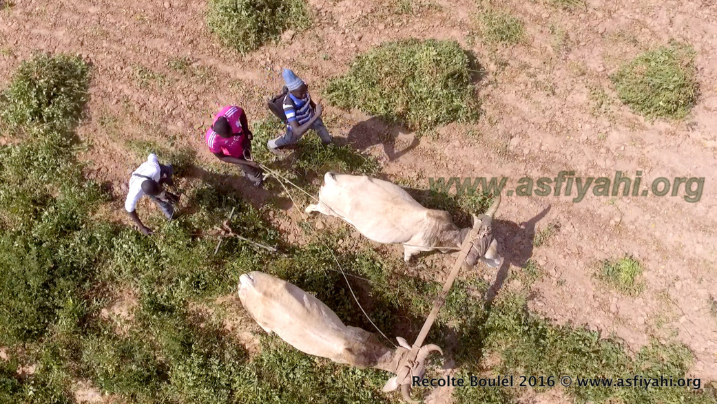 PHOTOS - Regardez les Images de la Récolte des Champs de Boulél (Kaffrine), cultivés par Serigne Abdoul Aziz SY Al Amine