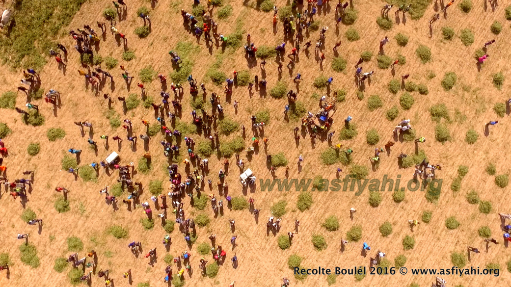 PHOTOS - Regardez les Images de la Récolte des Champs de Boulél (Kaffrine), cultivés par Serigne Abdoul Aziz SY Al Amine