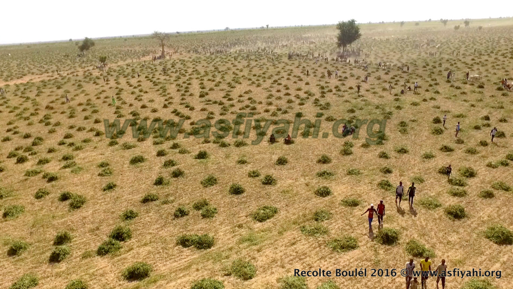 PHOTOS - Regardez les Images de la Récolte des Champs de Boulél (Kaffrine), cultivés par Serigne Abdoul Aziz SY Al Amine