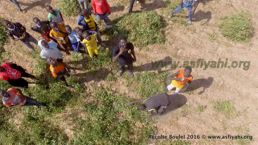 PHOTOS - Regardez les Images de la Récolte des Champs de Boulél (Kaffrine), cultivés par Serigne Abdoul Aziz SY Al Amine