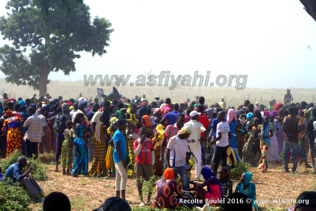PHOTOS - Regardez les Images de la Récolte des Champs de Boulél (Kaffrine), cultivés par Serigne Abdoul Aziz SY Al Amine