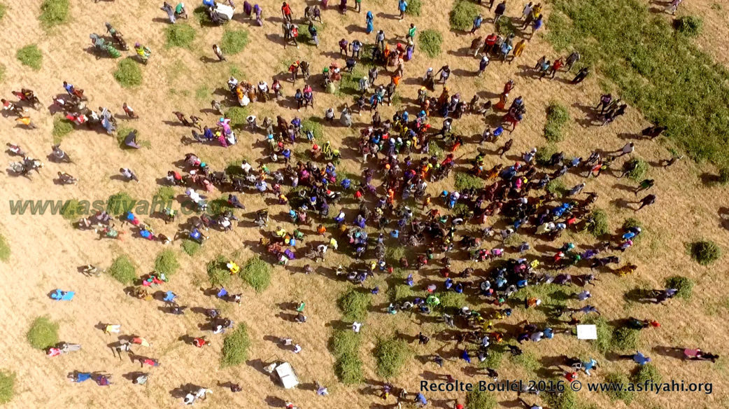 PHOTOS - Regardez les Images de la Récolte des Champs de Boulél (Kaffrine), cultivés par Serigne Abdoul Aziz SY Al Amine