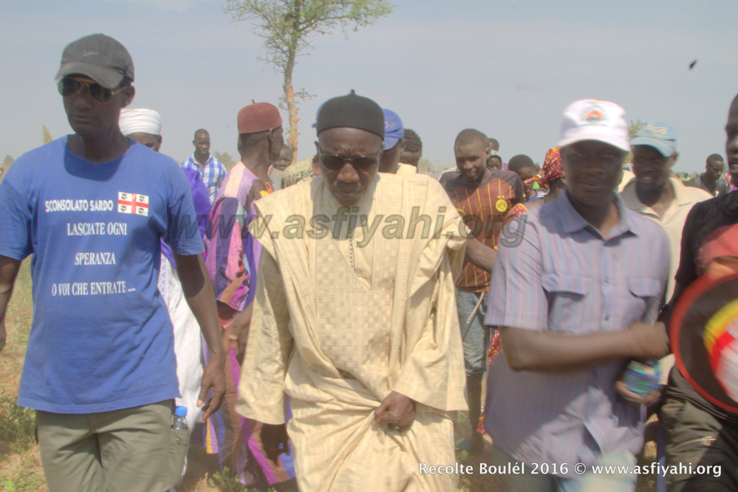 PHOTOS - Regardez les Images de la Récolte des Champs de Boulél (Kaffrine), cultivés par Serigne Abdoul Aziz SY Al Amine