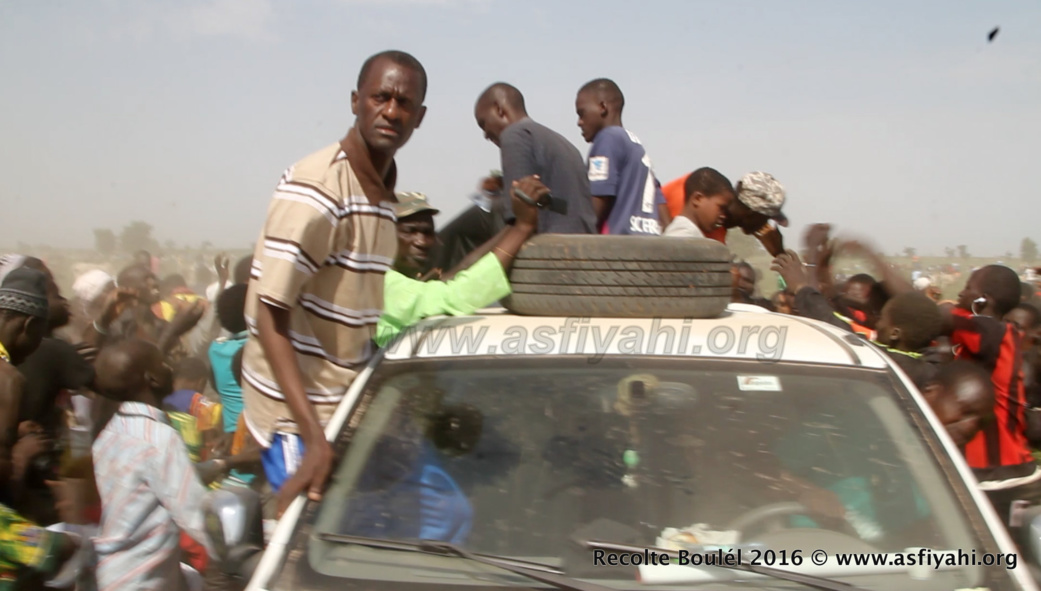 PHOTOS - Regardez les Images de la Récolte des Champs de Boulél (Kaffrine), cultivés par Serigne Abdoul Aziz SY Al Amine