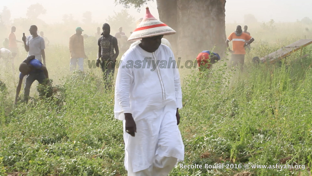 PHOTOS - Regardez les Images de la Récolte des Champs de Boulél (Kaffrine), cultivés par Serigne Abdoul Aziz SY Al Amine
