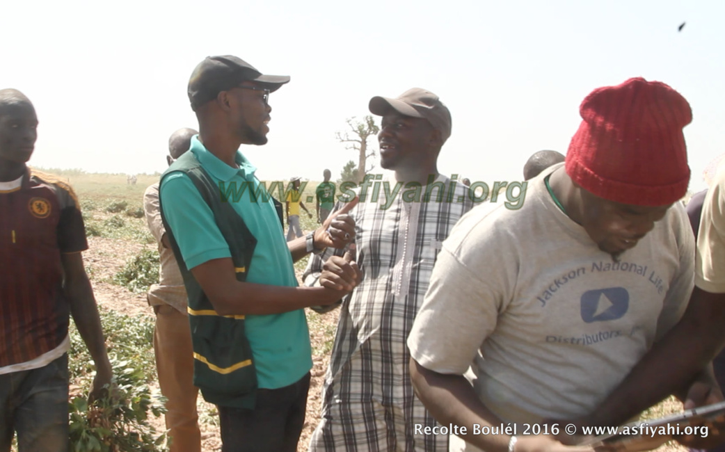 PHOTOS - Regardez les Images de la Récolte des Champs de Boulél (Kaffrine), cultivés par Serigne Abdoul Aziz SY Al Amine