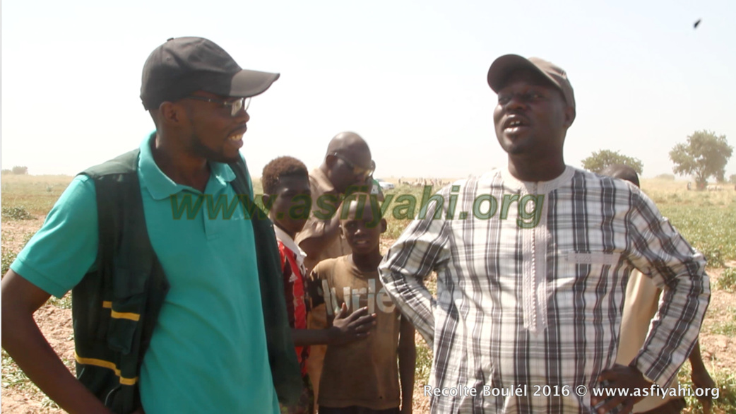 PHOTOS - Regardez les Images de la Récolte des Champs de Boulél (Kaffrine), cultivés par Serigne Abdoul Aziz SY Al Amine