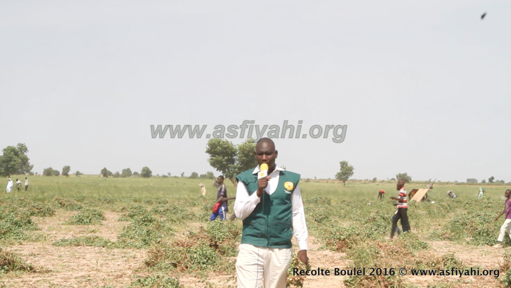 PHOTOS - Regardez les Images de la Récolte des Champs de Boulél (Kaffrine), cultivés par Serigne Abdoul Aziz SY Al Amine