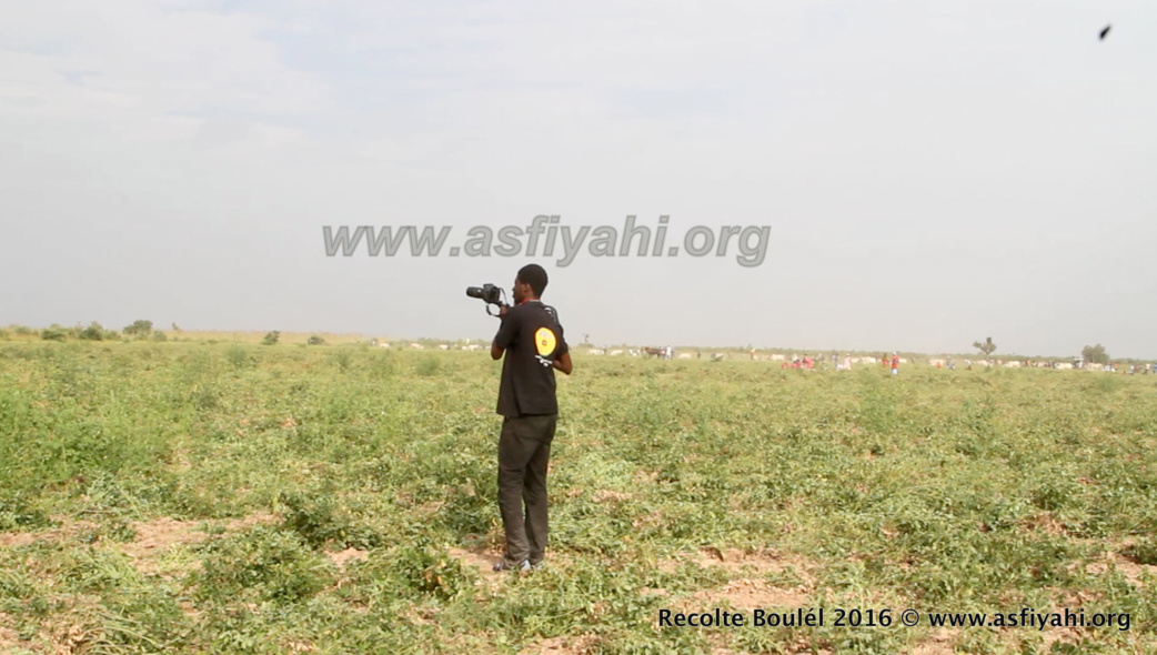 PHOTOS - Regardez les Images de la Récolte des Champs de Boulél (Kaffrine), cultivés par Serigne Abdoul Aziz SY Al Amine