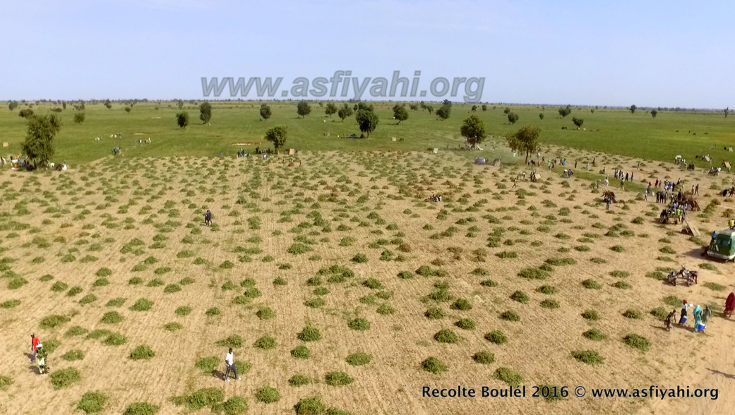 PHOTOS - Regardez les Images de la Récolte des Champs de Boulél (Kaffrine), cultivés par Serigne Abdoul Aziz SY Al Amine