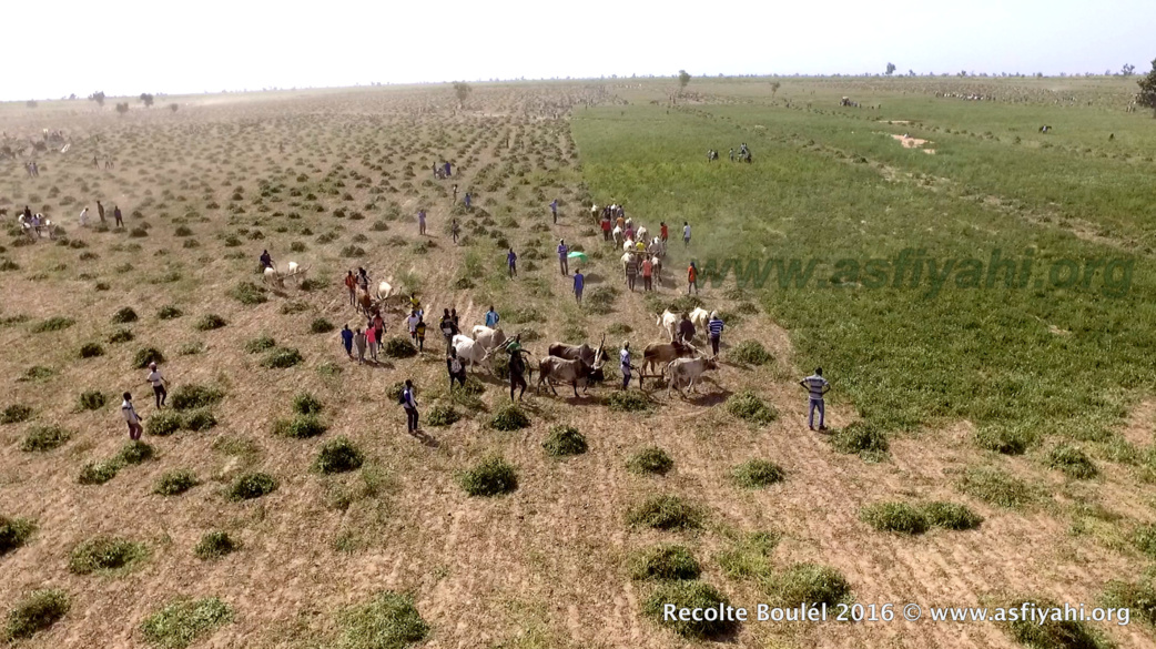 PHOTOS - Regardez les Images de la Récolte des Champs de Boulél (Kaffrine), cultivés par Serigne Abdoul Aziz SY Al Amine