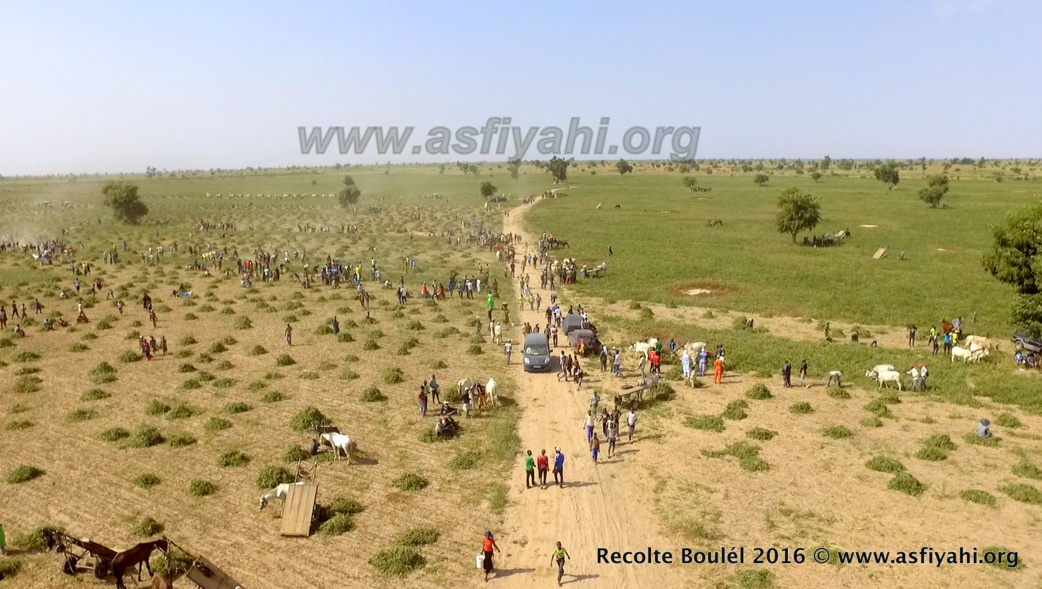 PHOTOS - Regardez les Images de la Récolte des Champs de Boulél (Kaffrine), cultivés par Serigne Abdoul Aziz SY Al Amine