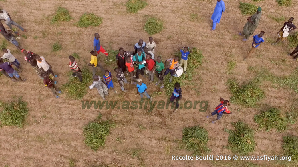 PHOTOS - Regardez les Images de la Récolte des Champs de Boulél (Kaffrine), cultivés par Serigne Abdoul Aziz SY Al Amine
