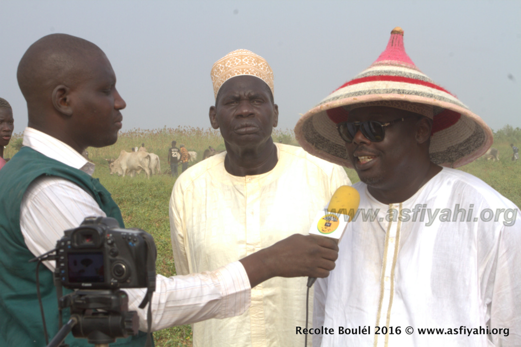 PHOTOS - Regardez les Images de la Récolte des Champs de Boulél (Kaffrine), cultivés par Serigne Abdoul Aziz SY Al Amine