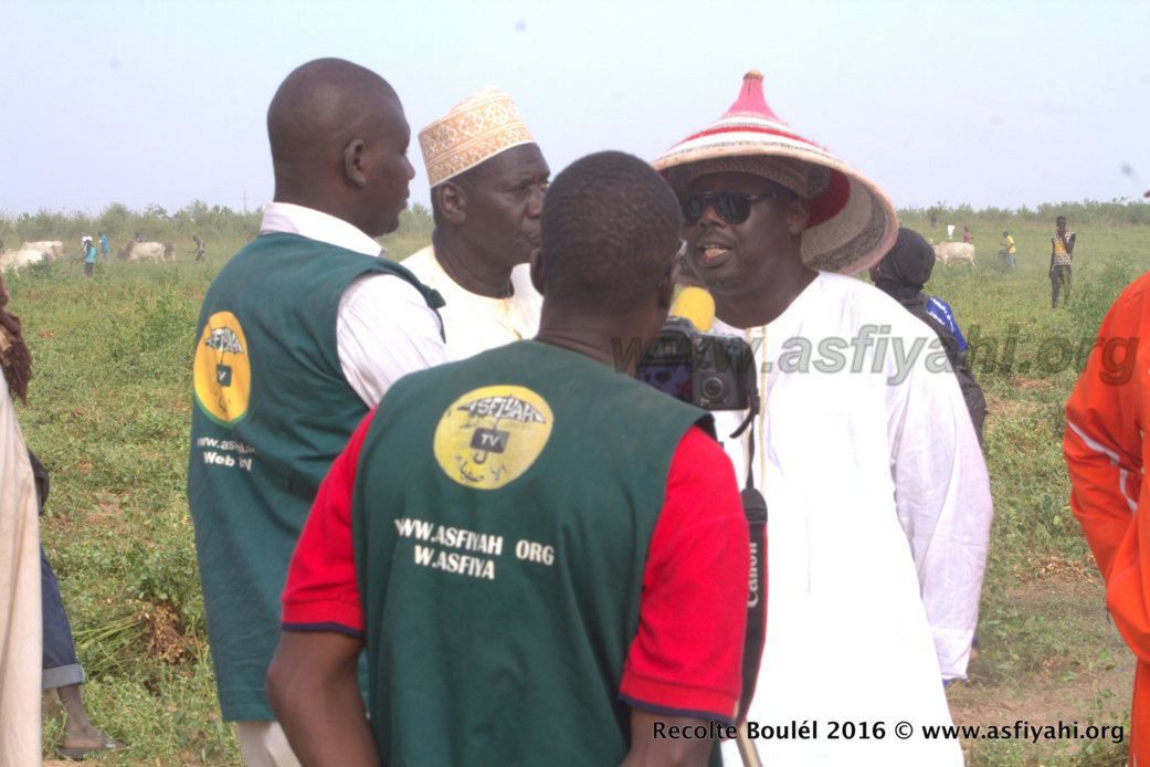 PHOTOS - Regardez les Images de la Récolte des Champs de Boulél (Kaffrine), cultivés par Serigne Abdoul Aziz SY Al Amine