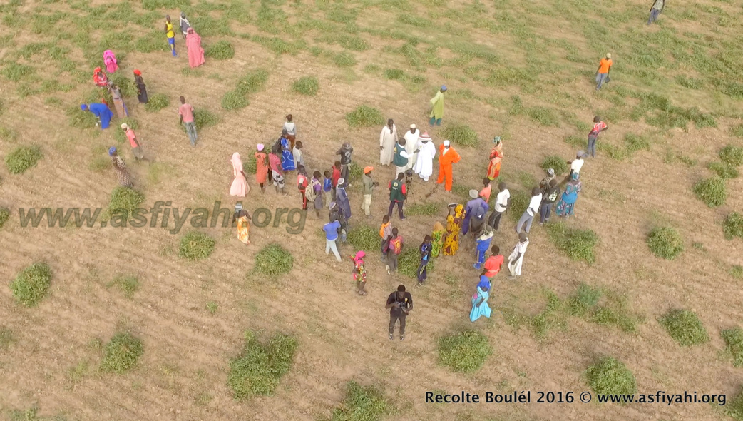PHOTOS - Regardez les Images de la Récolte des Champs de Boulél (Kaffrine), cultivés par Serigne Abdoul Aziz SY Al Amine