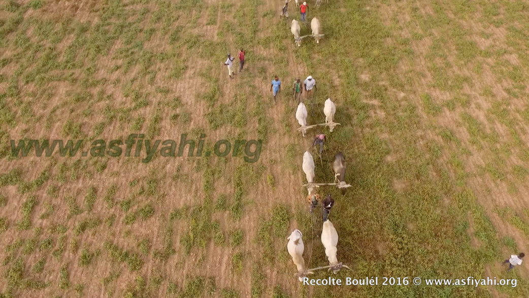 PHOTOS - Regardez les Images de la Récolte des Champs de Boulél (Kaffrine), cultivés par Serigne Abdoul Aziz SY Al Amine