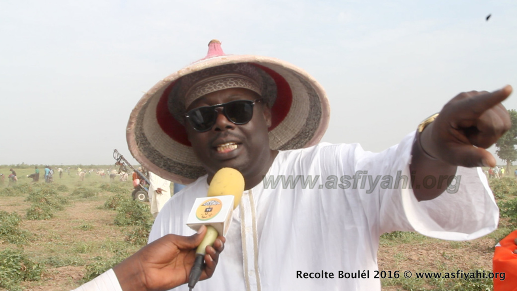 PHOTOS - Regardez les Images de la Récolte des Champs de Boulél (Kaffrine), cultivés par Serigne Abdoul Aziz SY Al Amine