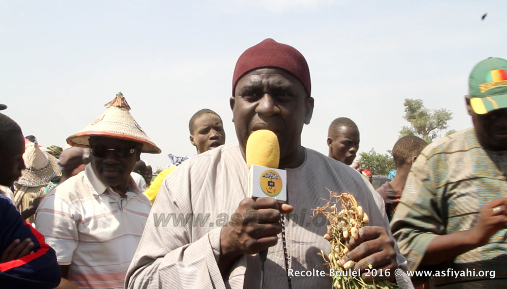 PHOTOS - Regardez les Images de la Récolte des Champs de Boulél (Kaffrine), cultivés par Serigne Abdoul Aziz SY Al Amine