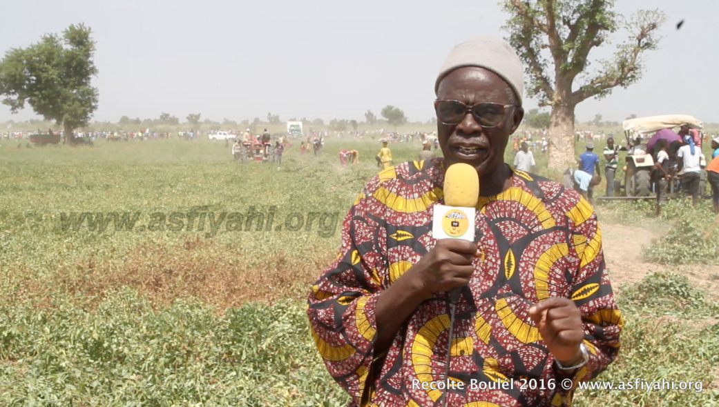 PHOTOS - Regardez les Images de la Récolte des Champs de Boulél (Kaffrine), cultivés par Serigne Abdoul Aziz SY Al Amine