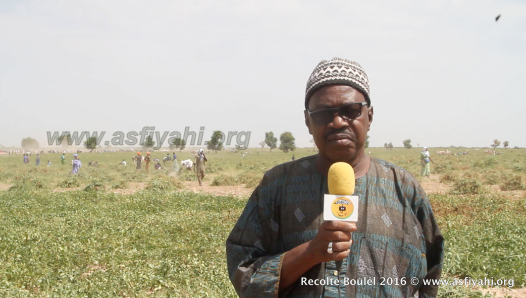 PHOTOS - Regardez les Images de la Récolte des Champs de Boulél (Kaffrine), cultivés par Serigne Abdoul Aziz SY Al Amine