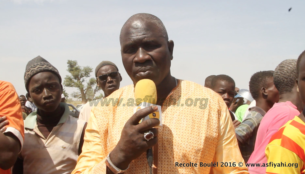 PHOTOS - Regardez les Images de la Récolte des Champs de Boulél (Kaffrine), cultivés par Serigne Abdoul Aziz SY Al Amine
