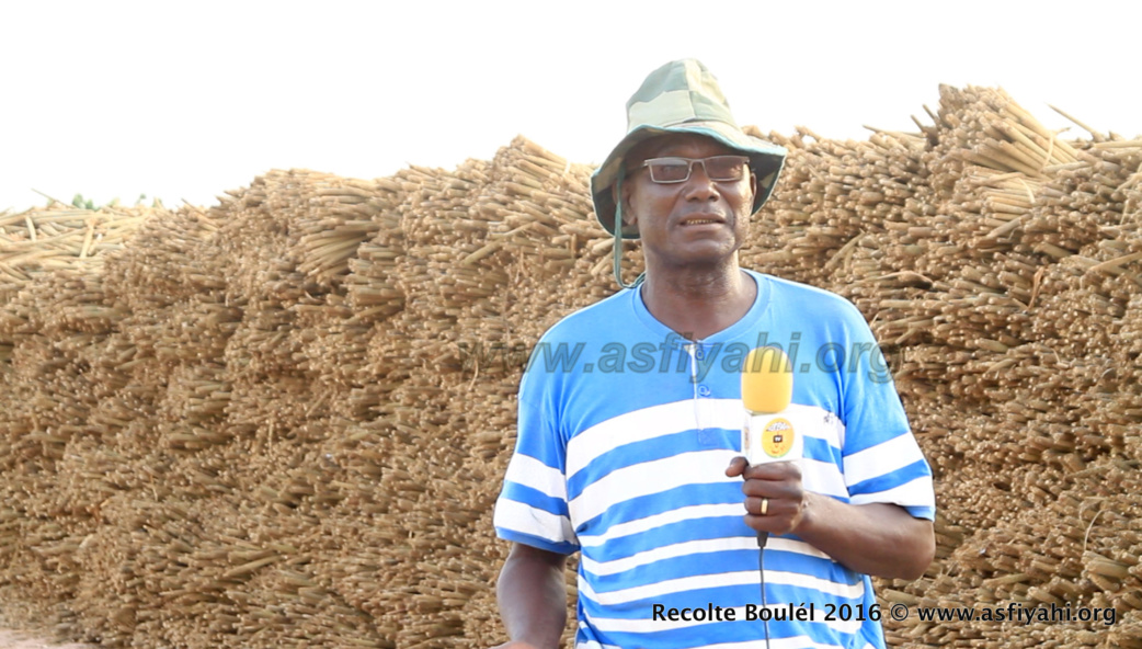 PHOTOS - Regardez les Images de la Récolte des Champs de Boulél (Kaffrine), cultivés par Serigne Abdoul Aziz SY Al Amine
