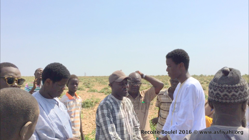 PHOTOS - Regardez les Images de la Récolte des Champs de Boulél (Kaffrine), cultivés par Serigne Abdoul Aziz SY Al Amine
