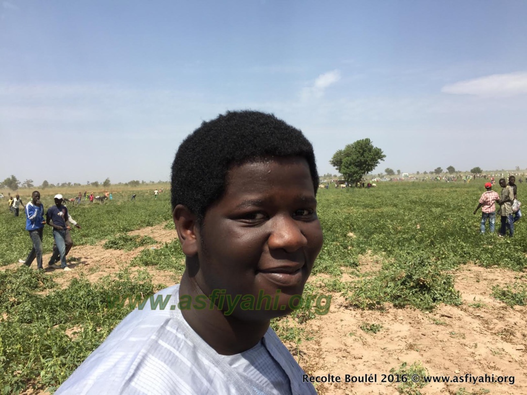 PHOTOS - Regardez les Images de la Récolte des Champs de Boulél (Kaffrine), cultivés par Serigne Abdoul Aziz SY Al Amine