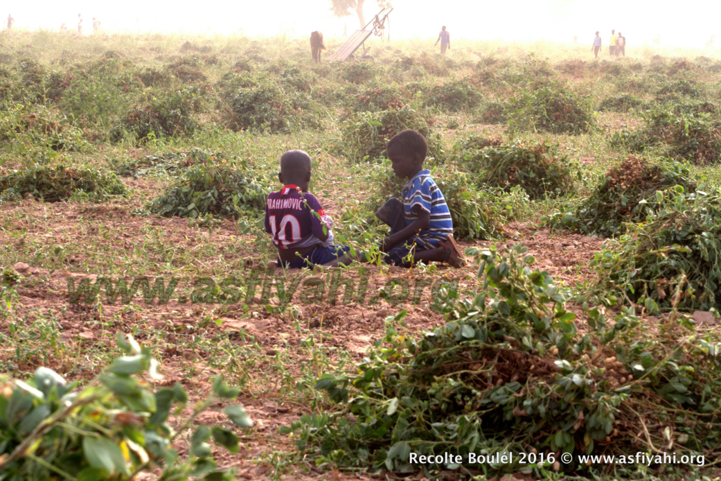 PHOTOS - Regardez les Images de la Récolte des Champs de Boulél (Kaffrine), cultivés par Serigne Abdoul Aziz SY Al Amine