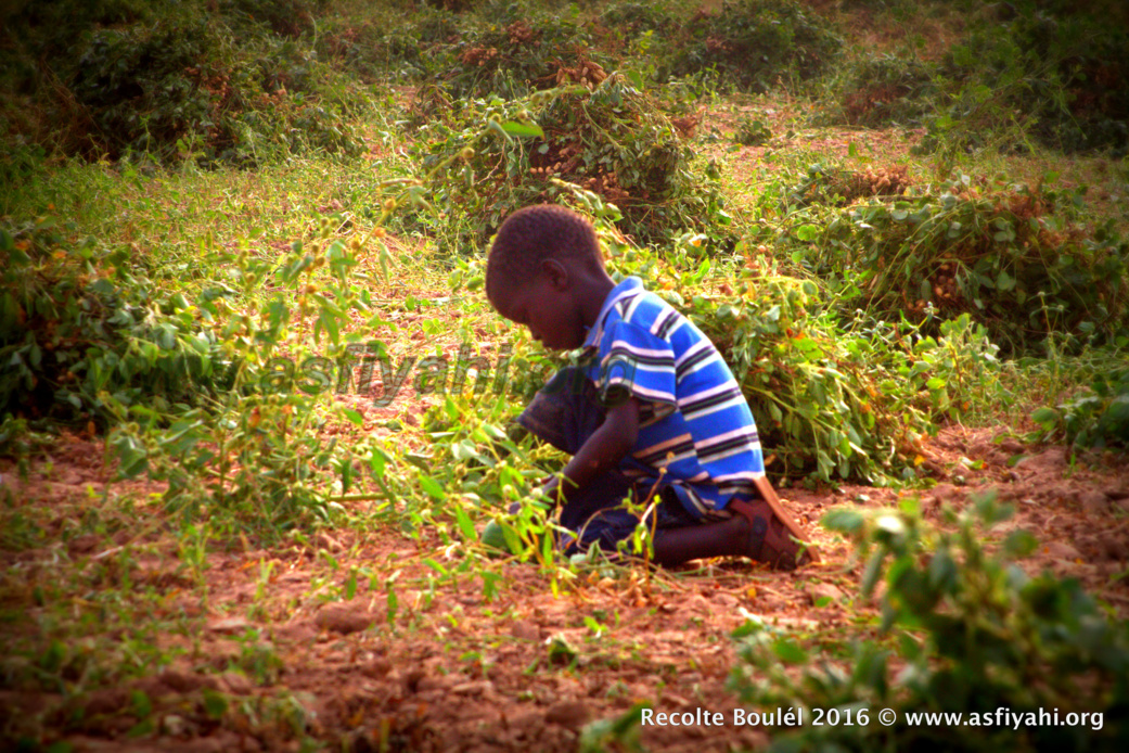 PHOTOS - Regardez les Images de la Récolte des Champs de Boulél (Kaffrine), cultivés par Serigne Abdoul Aziz SY Al Amine